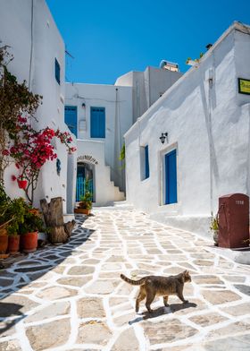 Cat in a greek town Paros