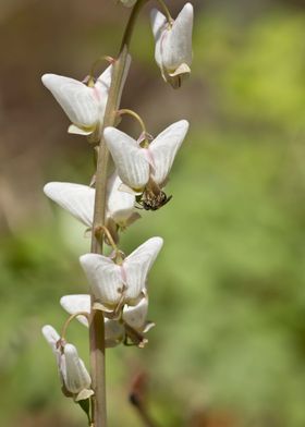 Dutchmans breeches macro