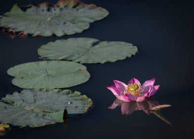 Morning Glory Lotus