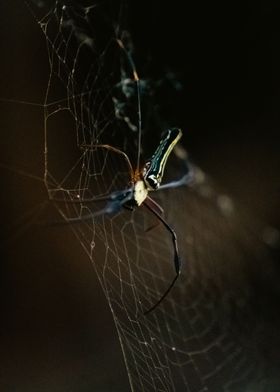 nature spiderweb