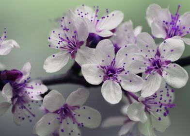 purple flowers  