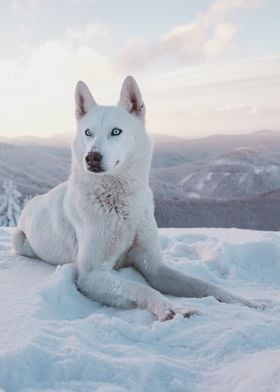 White Wolf