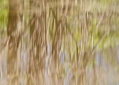 Autumn forest reflection