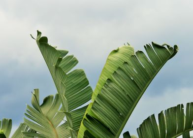 leaves banana 