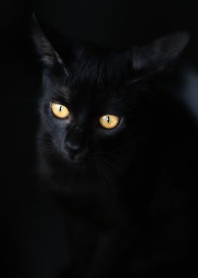 Black Cat