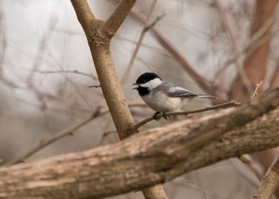 Chickadee singing