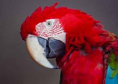 animal face parrot red