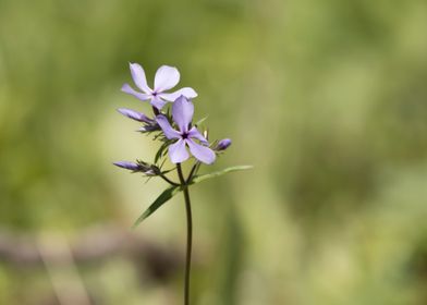 Blue phlox wildflowers