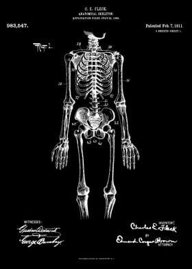 Anatomical skeleton patent