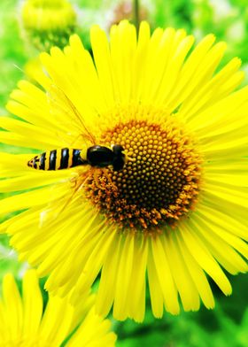 Hoverfly and Yellow Flower