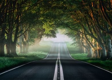 Nature Foggy Forest Road