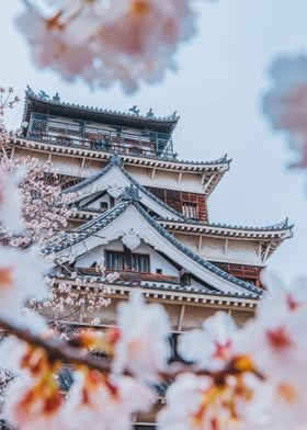 Temple among cherry blooms