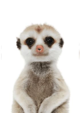 Meerkat Baby Animal