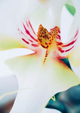 Closeup white orchid