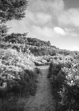 Oregon Coast Beach Trail