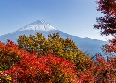 Fuji Bloom Mountain 