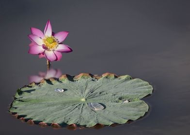 Light and shadow lotus