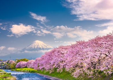 Fuji Bloom 