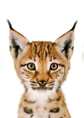 Baby Lynx Cute Animal