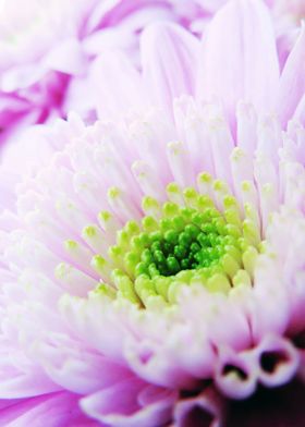 Close up flower