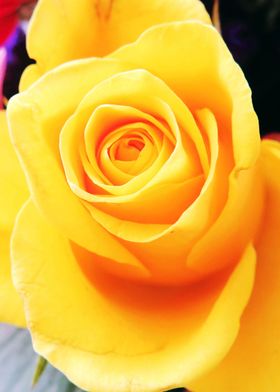 Closeup Yellow Rose