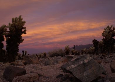 Cholla Garden Sunset