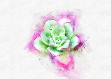 succulent watercolor