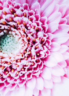 Closeup pink Gerbera