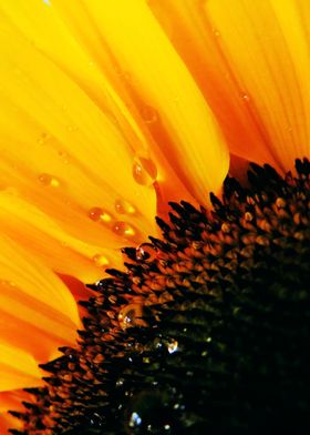 Close up Sunflower