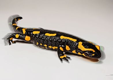 SALAMANDER