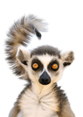 Baby Lemur Cute Animal