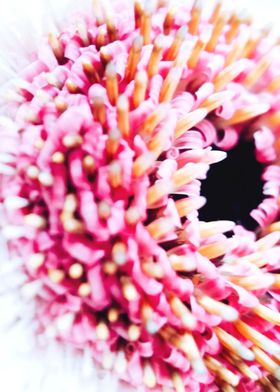 Closeup pink dahlias