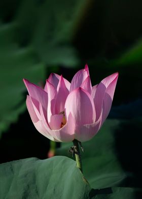 lotus