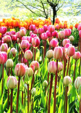 Pink Tulips field