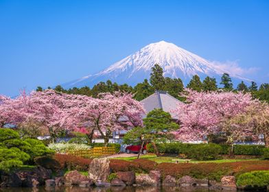 Floral Beautiful Fuji