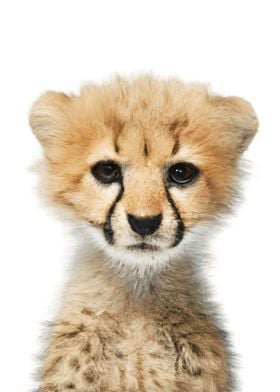 Cheetah Cub Nursery Animal