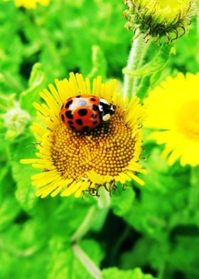 Wild flower lady bug