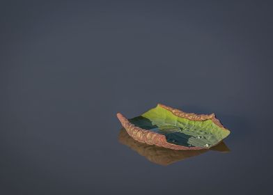 Lotus Leaf