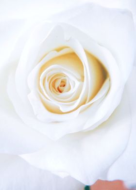 White Rose