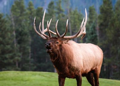 Bull Elk Banff Canada