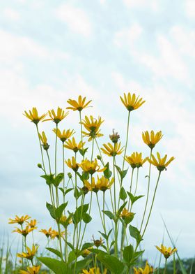 Bright yellow wildflowers 