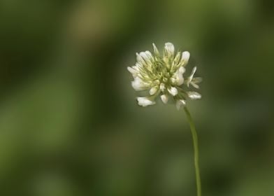 White clover in the yard