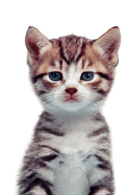 Cute Kitten Cat Pet Animal