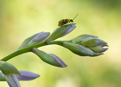 Cucumber beetle on Hosta