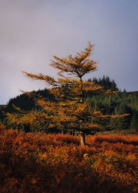 Lonely tree