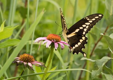 Black swallowtail