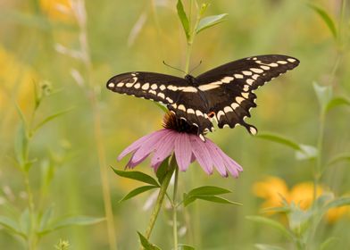 Black butterfly on flower