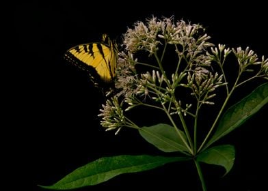 Yellow swallowtail 