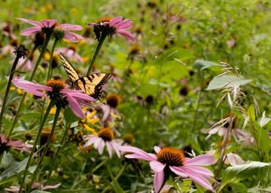 Butterfly in the field