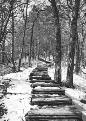 Forest Stairs Minnesota